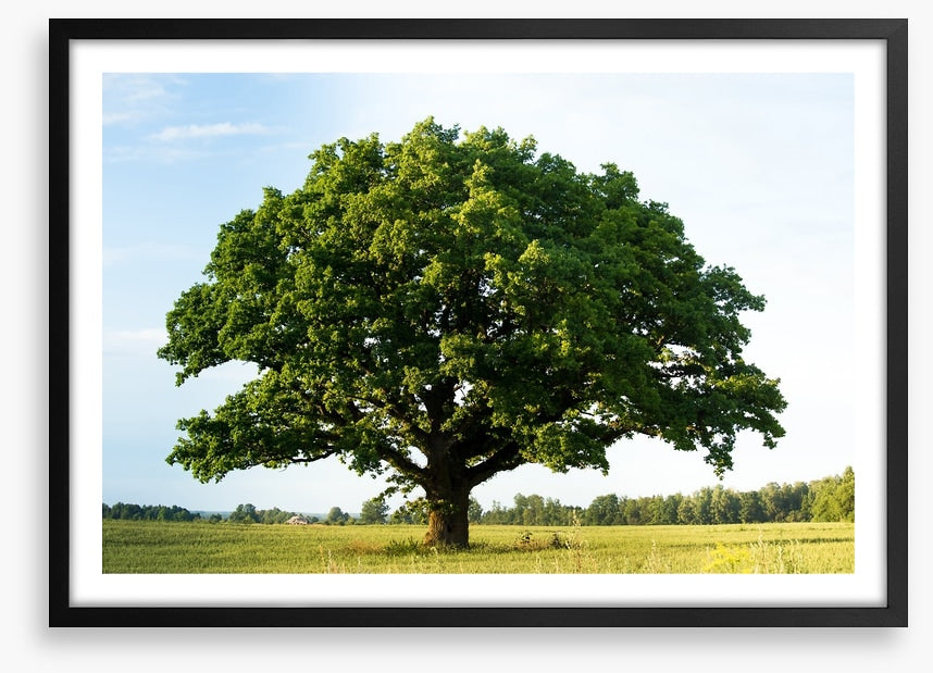 The great oak