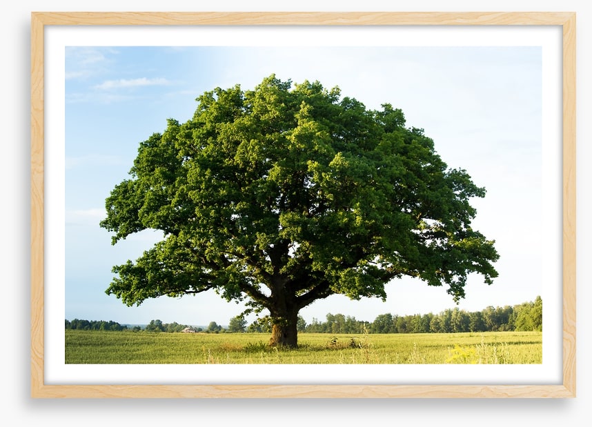 The great oak