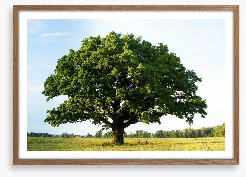 The great oak