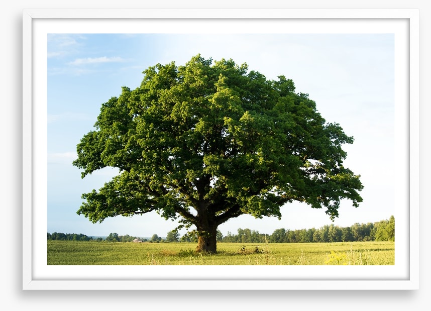 The great oak