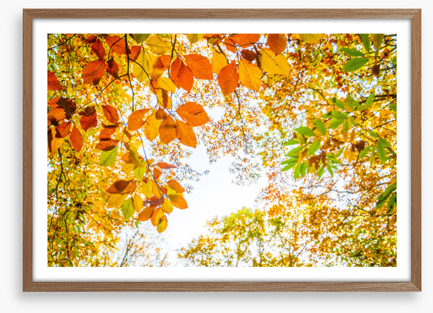 An autumn sky