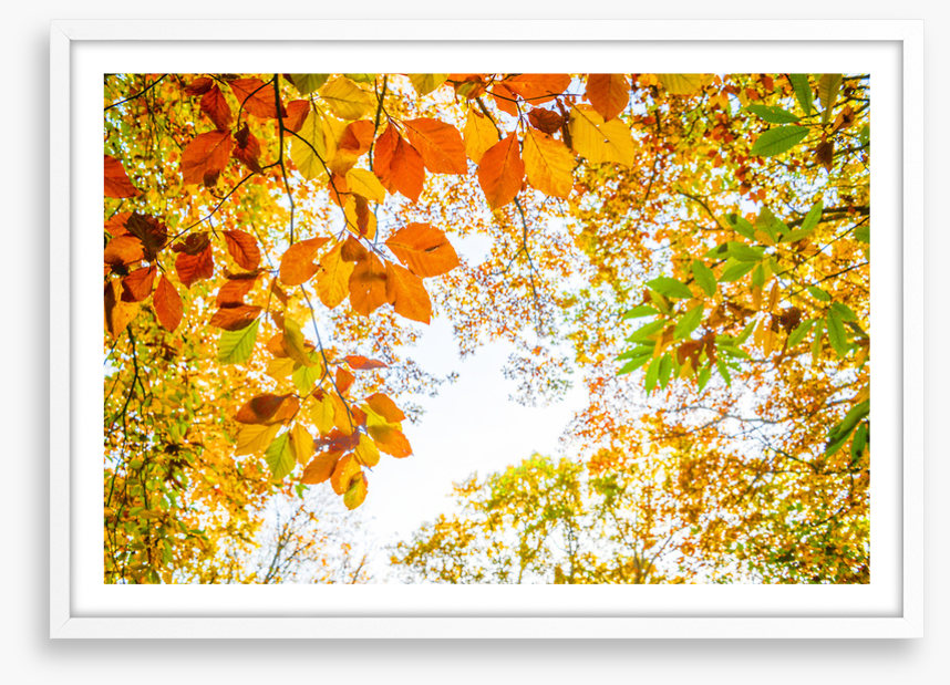 An autumn sky