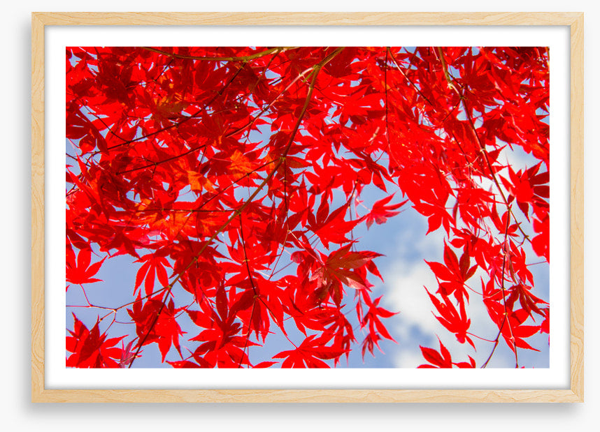 Leaves