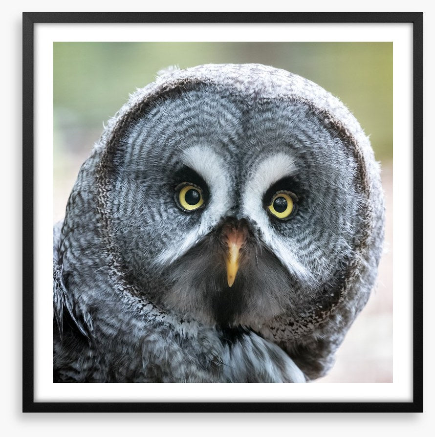 Eyes of the hunter