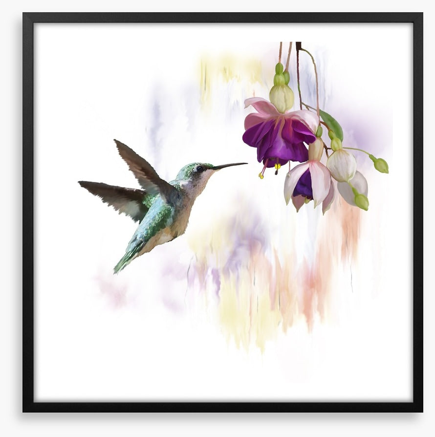 Fuchsia and flight