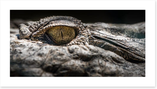 Reptiles / Amphibian