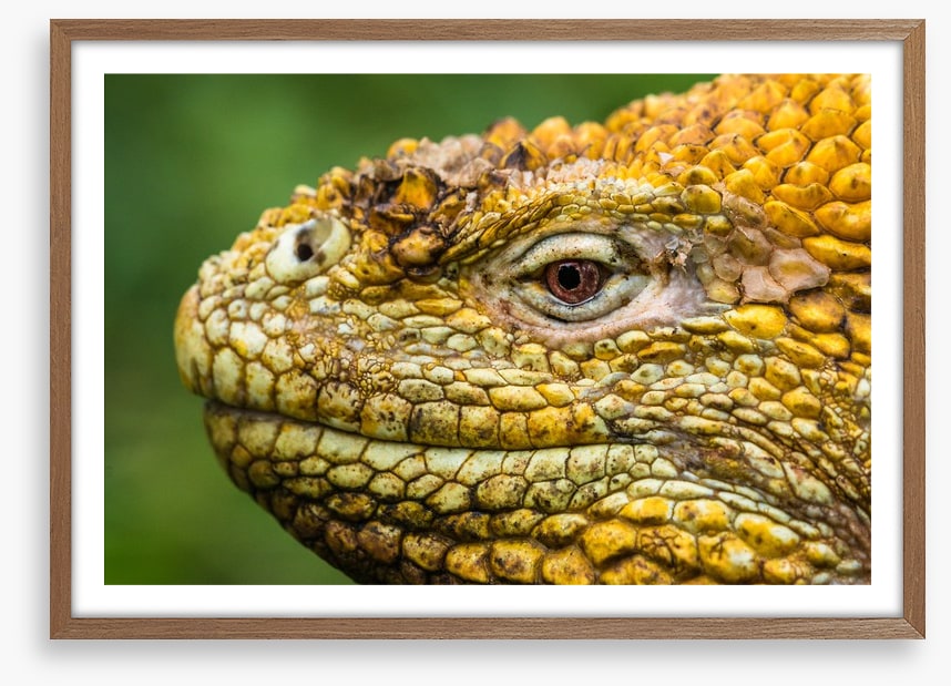 Reptiles / Amphibian