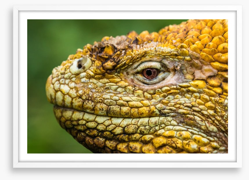 Reptiles / Amphibian