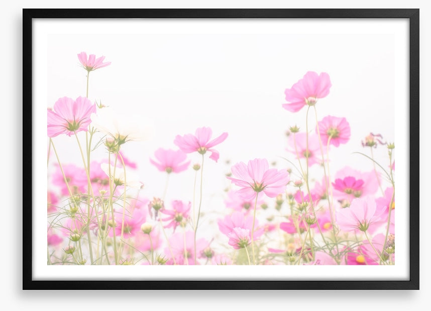 Pretty pink cosmos
