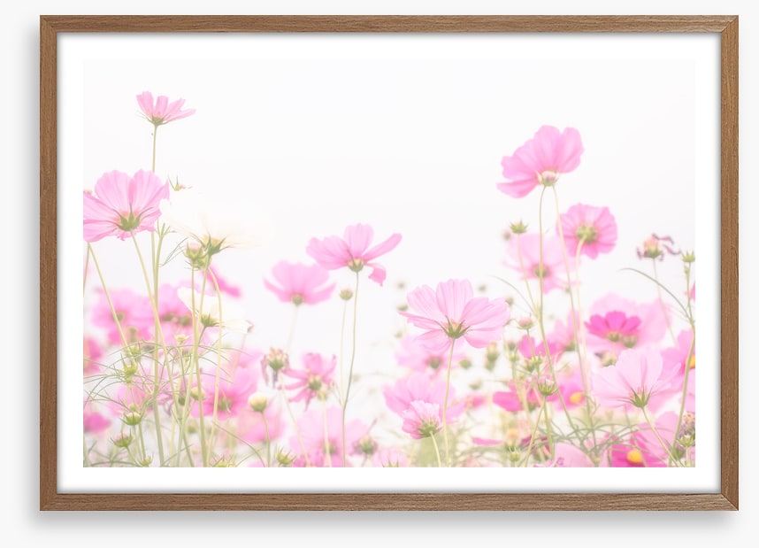 Pretty pink cosmos
