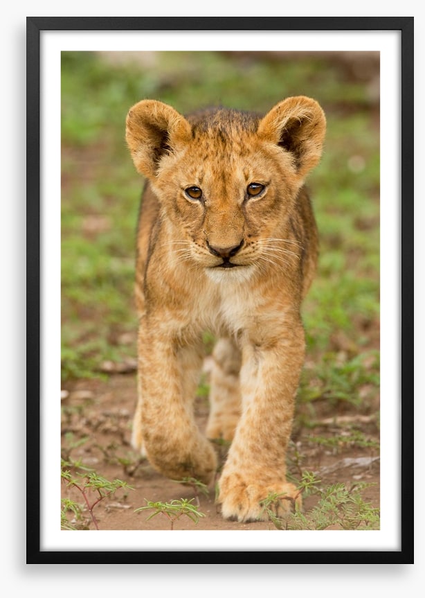 Little lioness