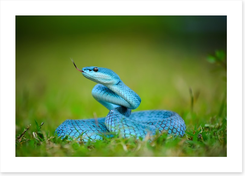 Reptiles