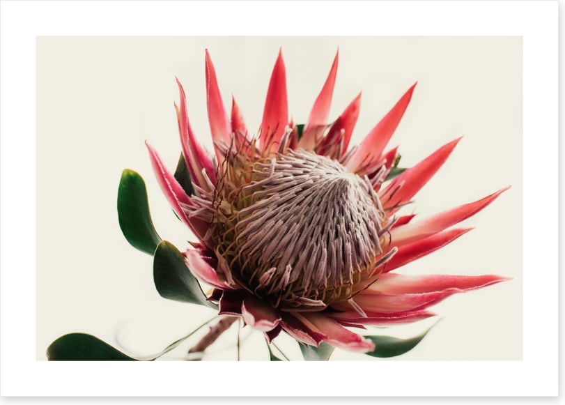 Pink king protea