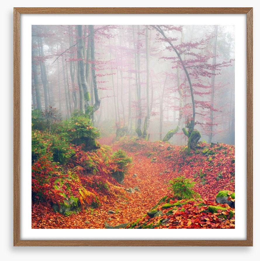 Deciduous dawn