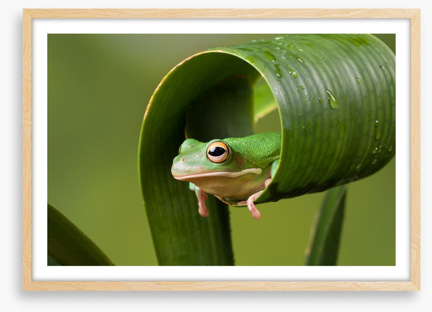 Frog sushi roll