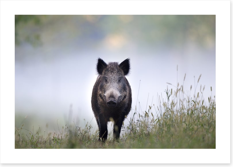 Don't be a boar