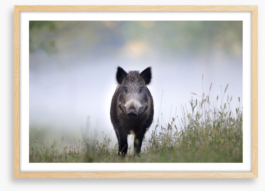 Don't be a boar