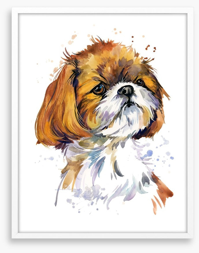 Shih tzu pup