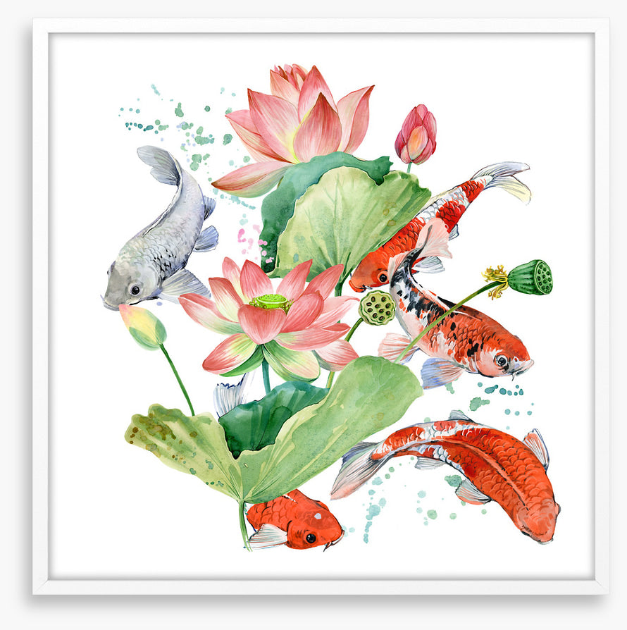Pink lotus koi 1