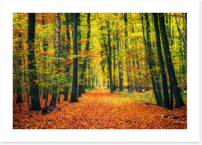 Path through autumn