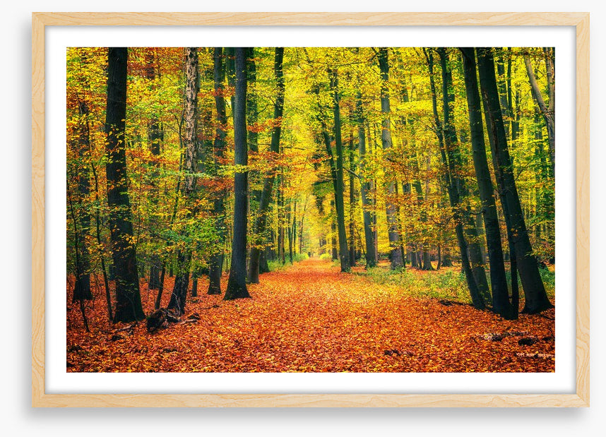 Path through autumn