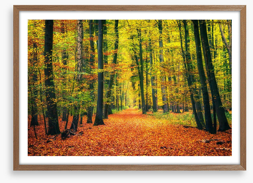 Path through autumn