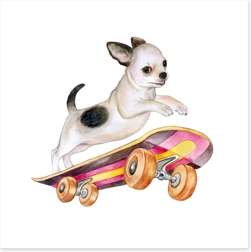Skateboard chihuahua
