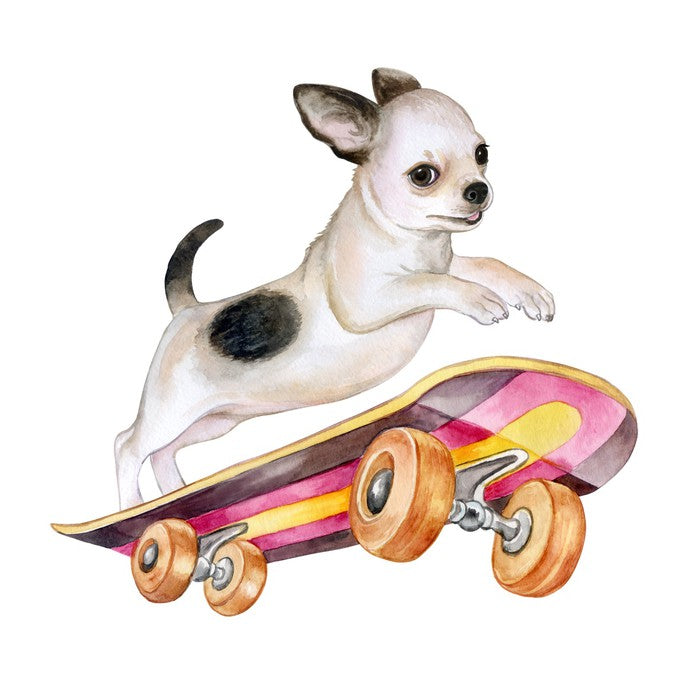 Skateboard chihuahua
