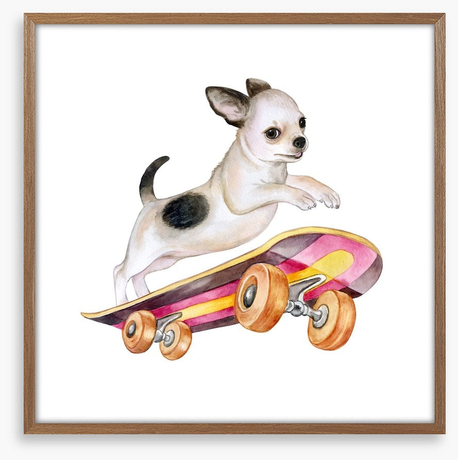 Skateboard chihuahua