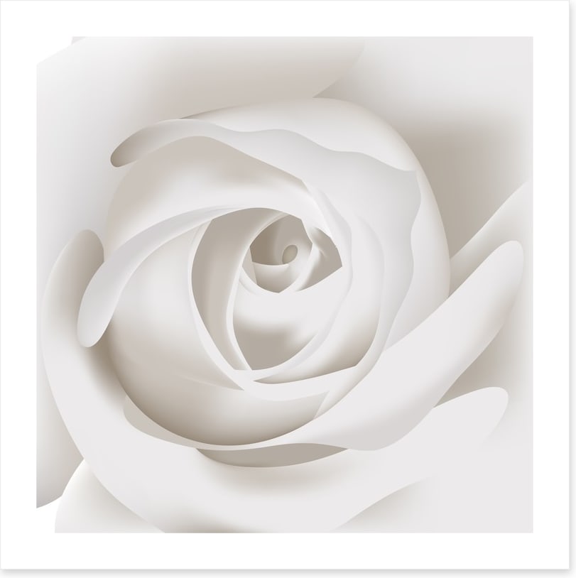White rose whisper