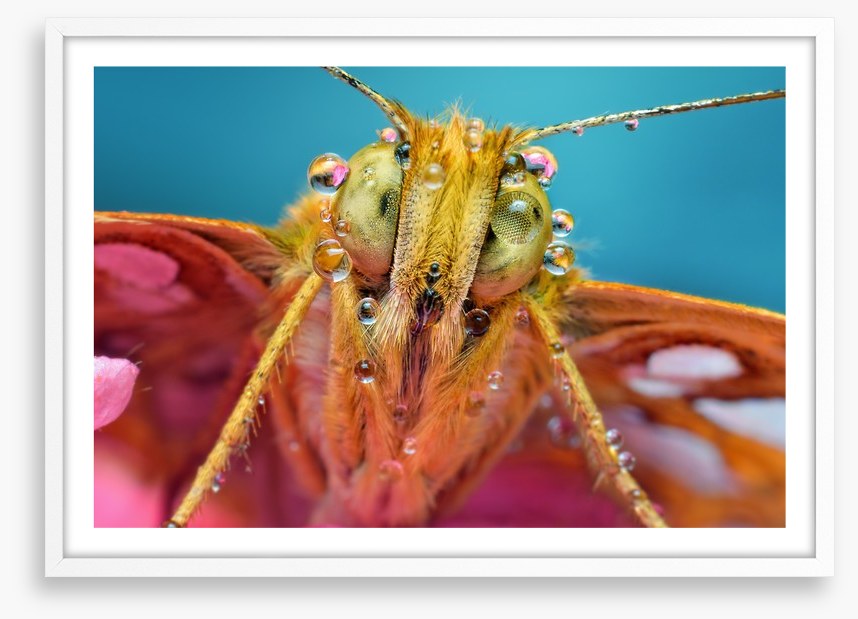 Insects