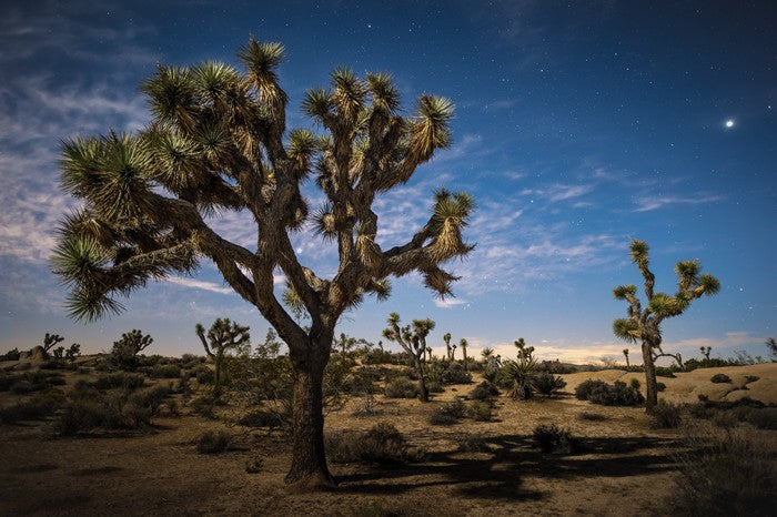 Joshua tree twilight
