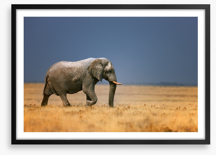Elephant on the plain