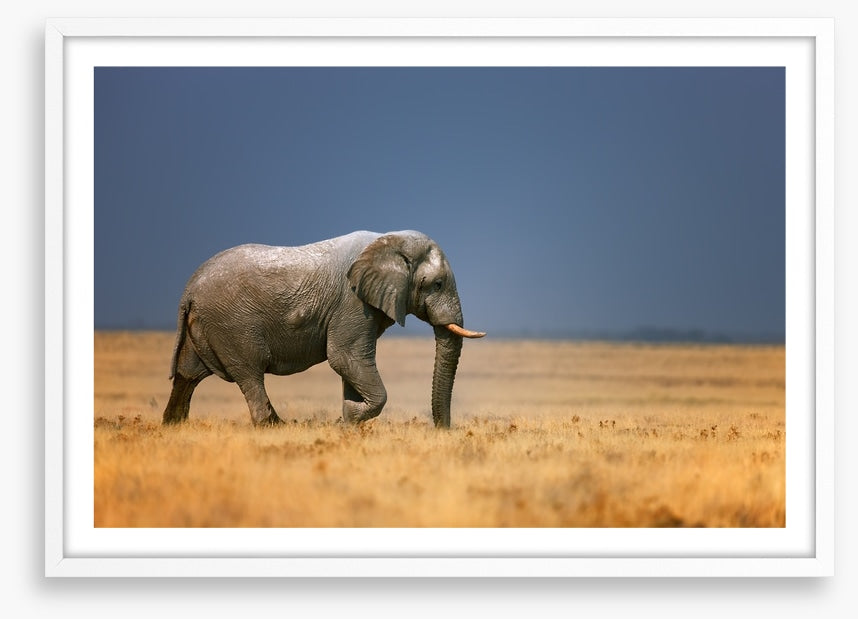 Elephant on the plain