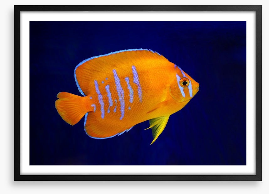 Fish / Aquatic