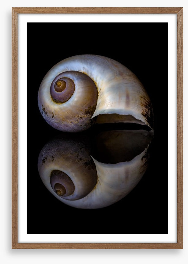 Echo of the sea