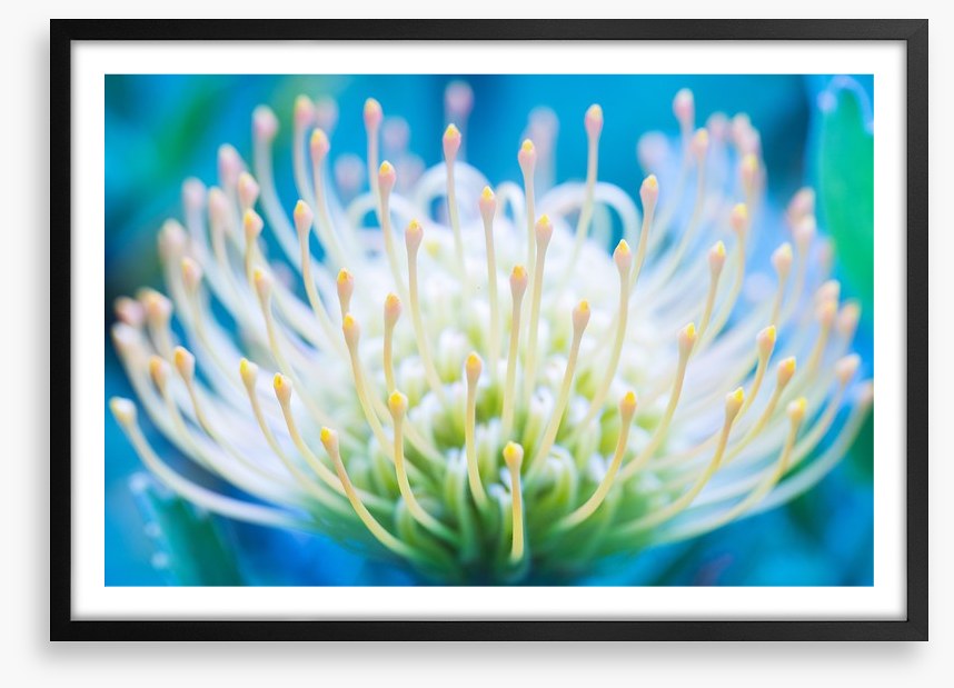 Pincushion flower