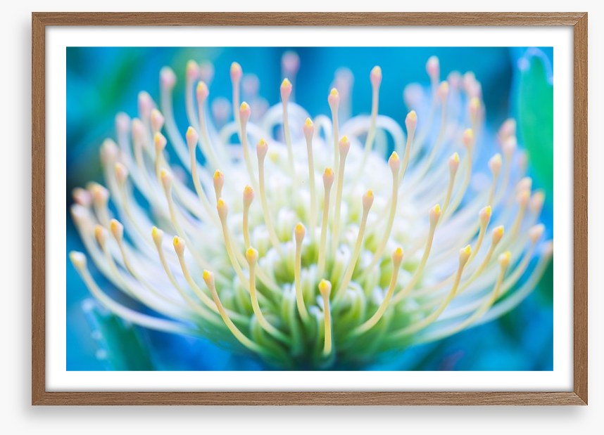 Pincushion flower