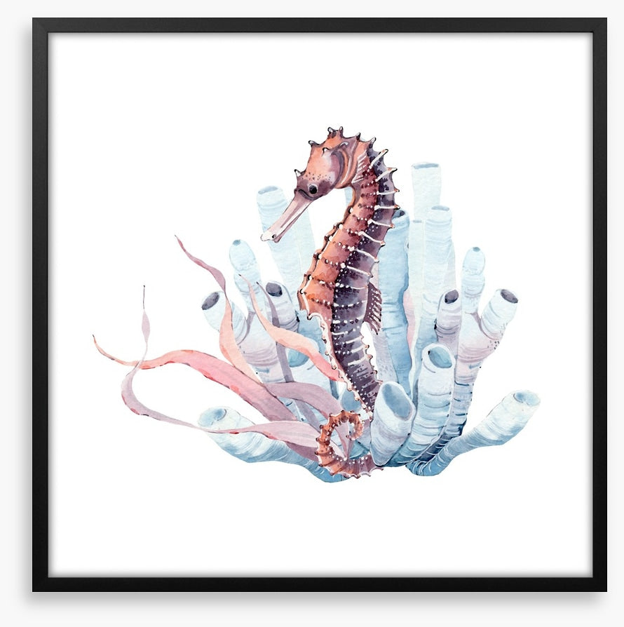 Seahorse in the kelp