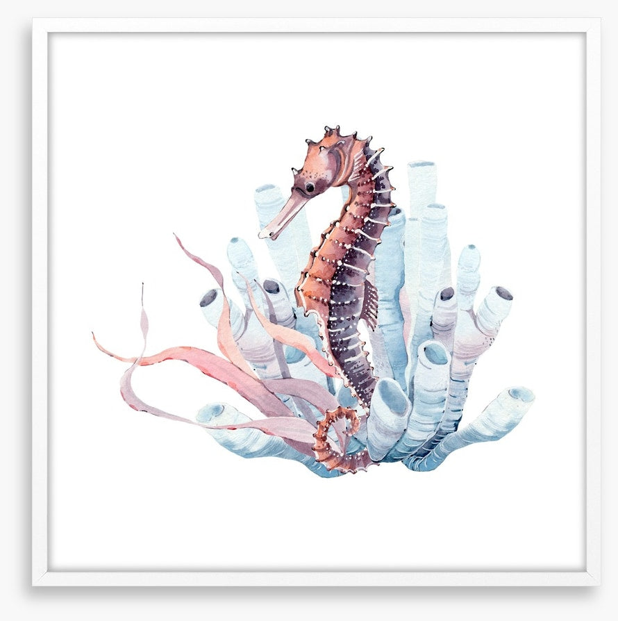 Seahorse in the kelp