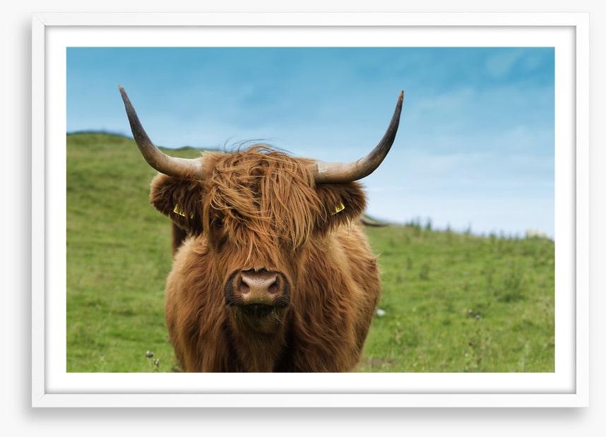Highland hair