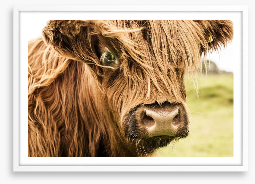 How now brown cow