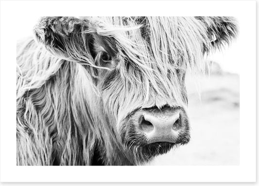 Highland cow monochrome