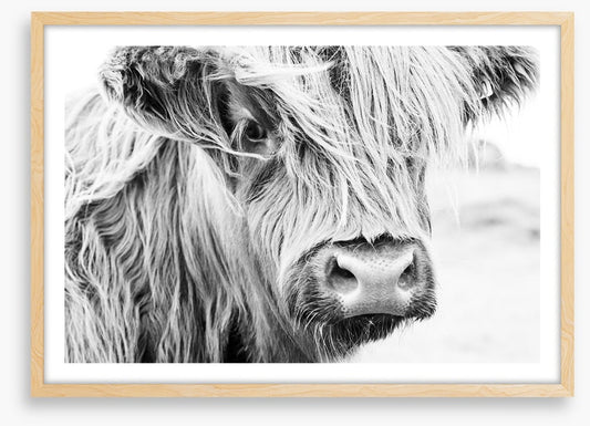 Highland cow monochrome