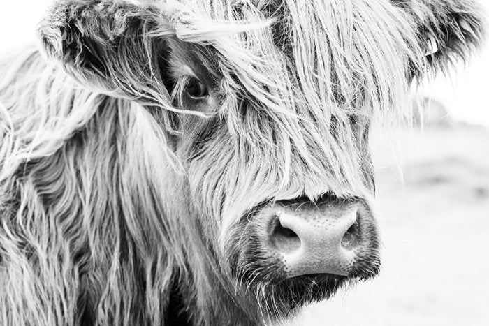 Highland cow monochrome