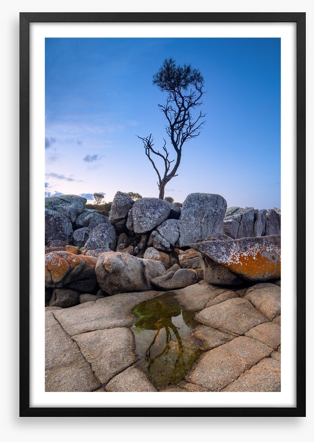 The Binalong Bay tree