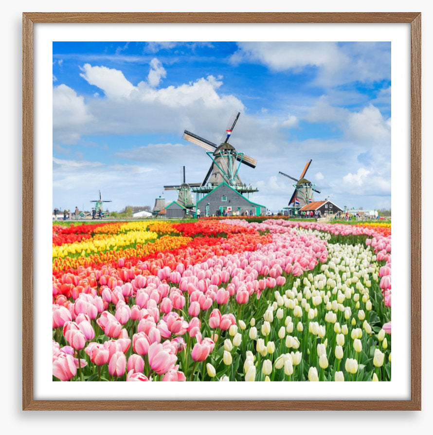 Tulips and windmills
