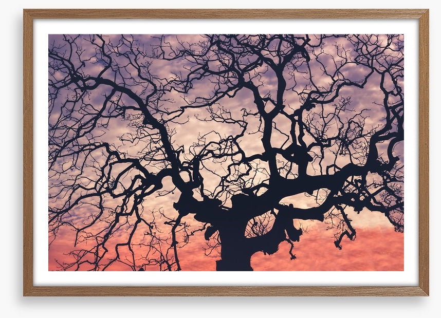 Trees