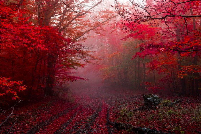 Red forest mist
