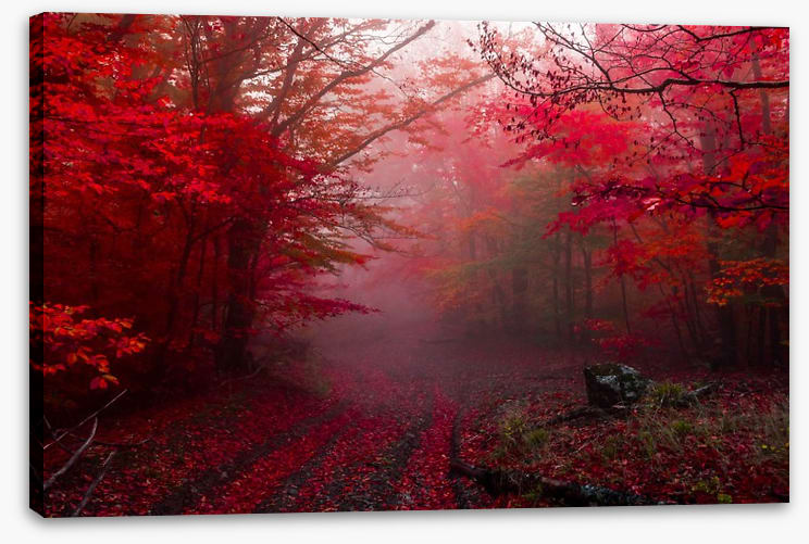 Red forest mist